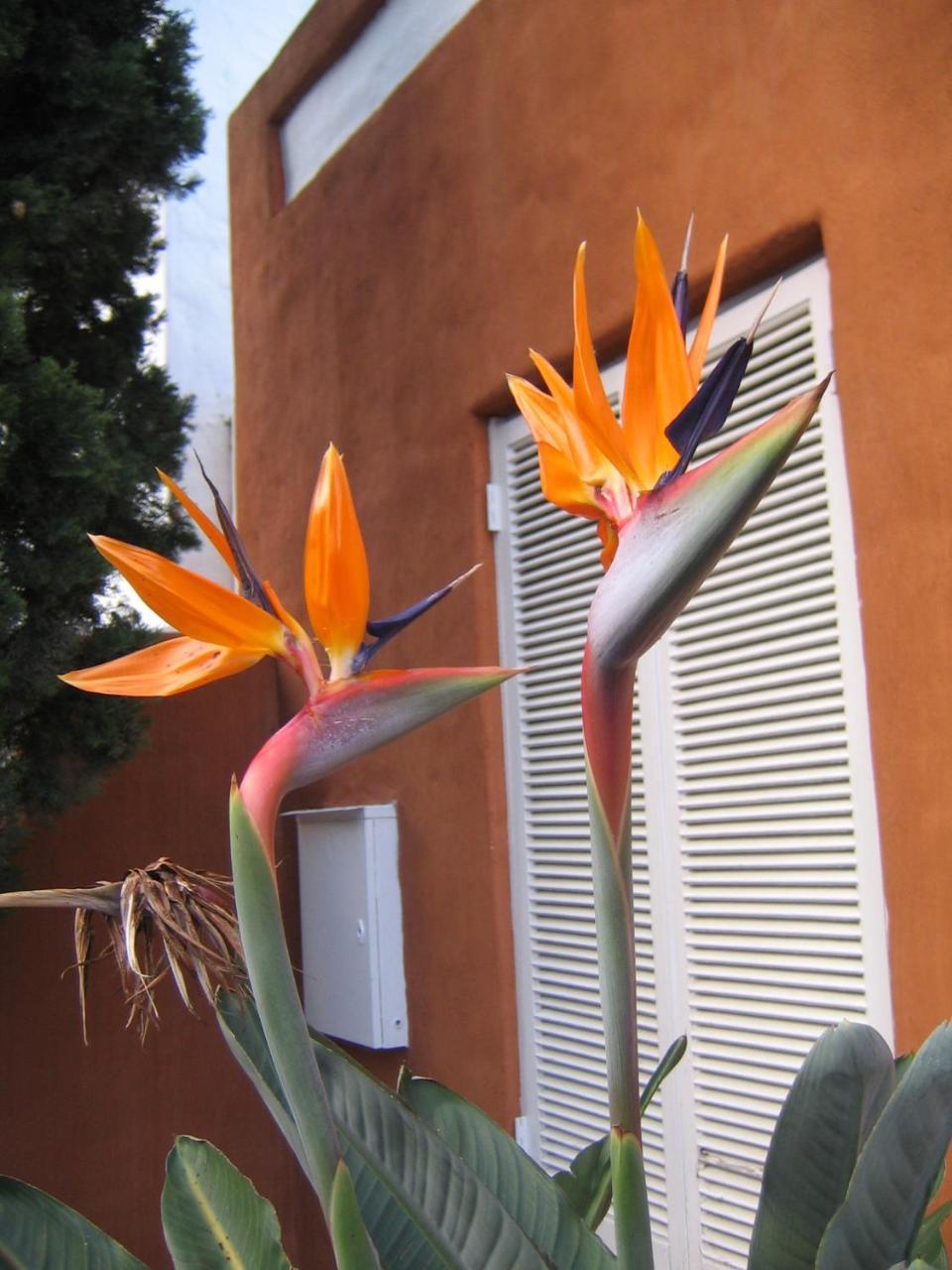 Rose Lodge Cape Town Dış mekan fotoğraf